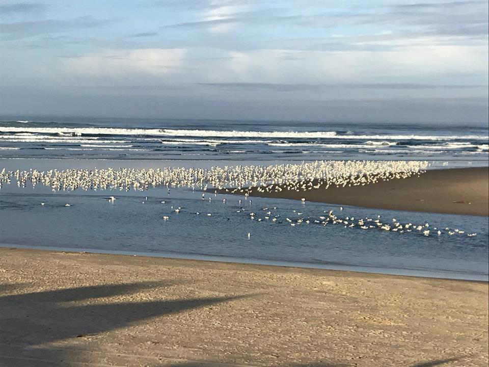 Webb'S Scenic Surf Hotel Cannon Beach Bagian luar foto